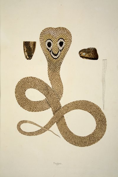 Nagoo, from an Account of Indian Serpents Collected on the Coast of Coromandel, pub. 1796 by William Skelton